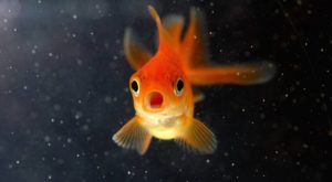 Goldfish facing the Camera